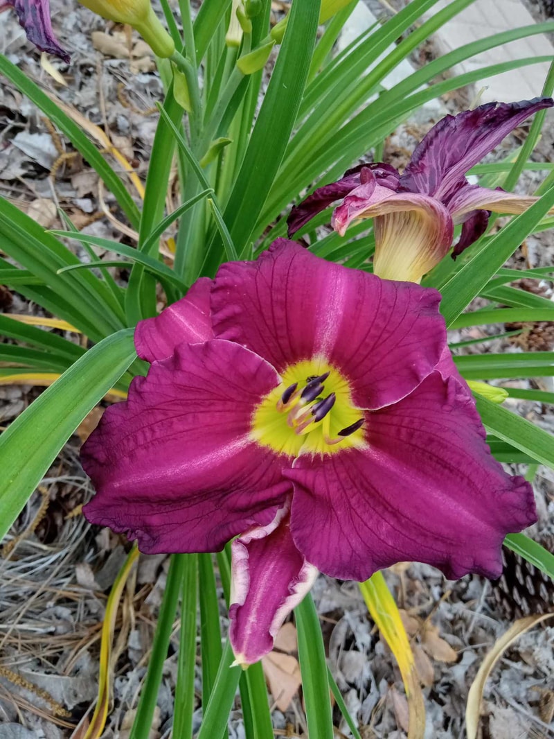 Grape Ripples daylily bloom