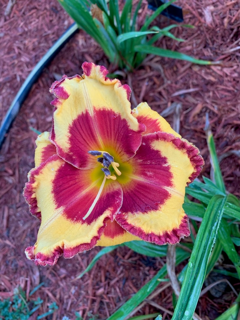 John Bassilli from Graceful Petals Daylilies