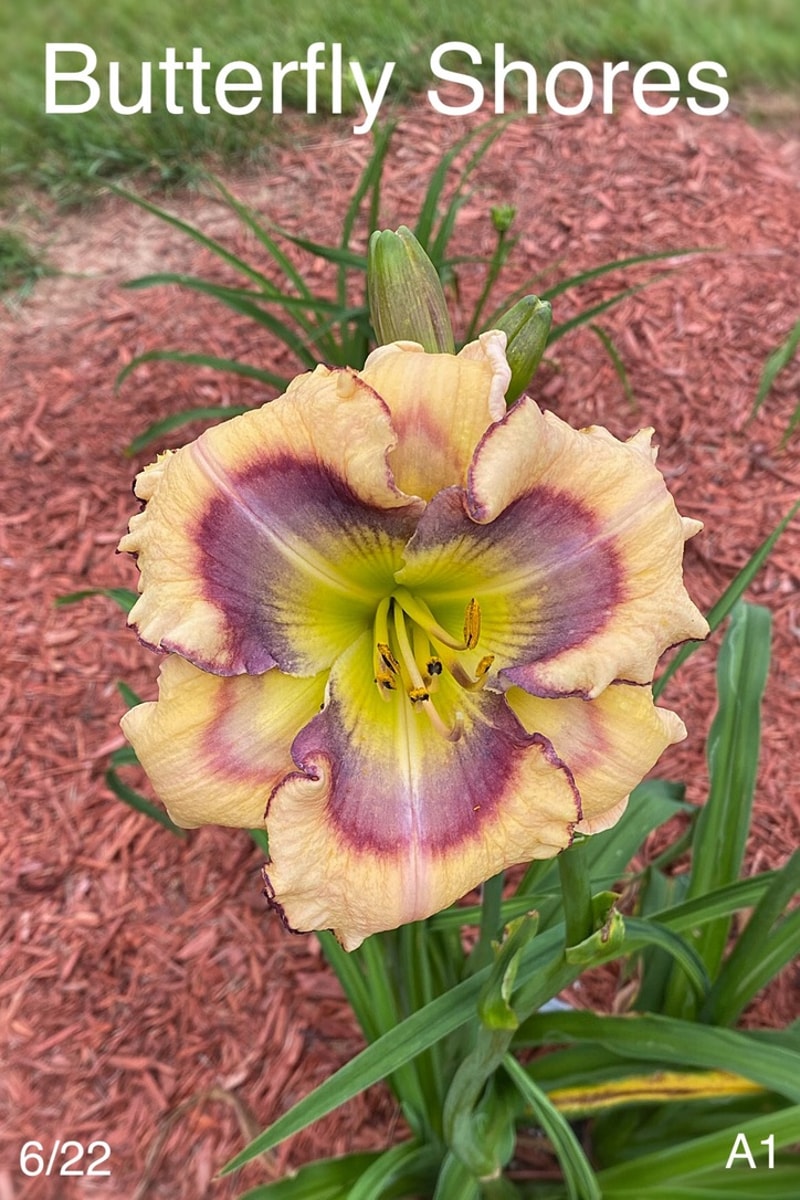 Butterfly Shores from Graceful Petals Daylilies