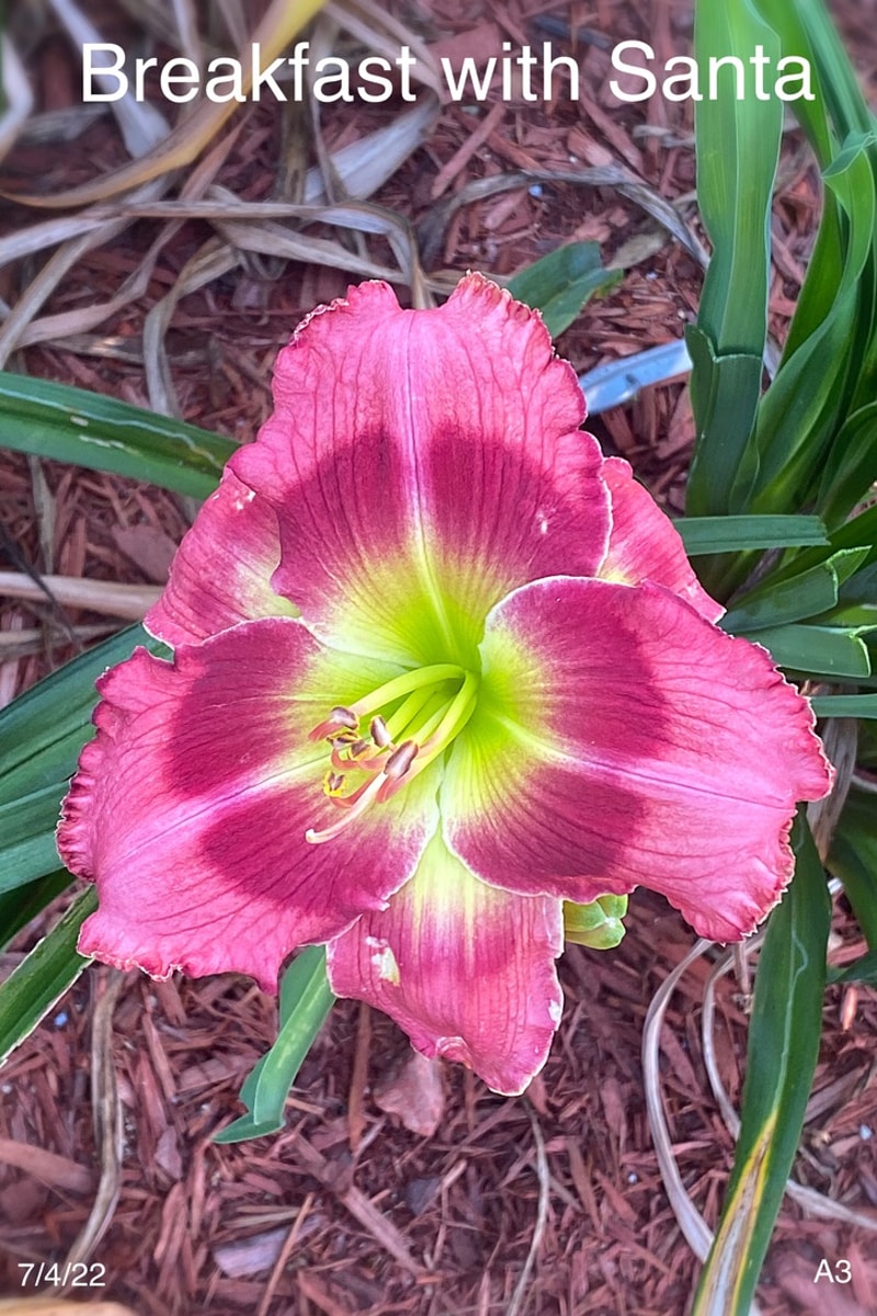 Breakfast with Santa from Graceful Petals Daylilies