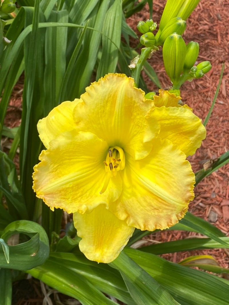 Smuggler's Gold from Graceful Petals Daylilies
