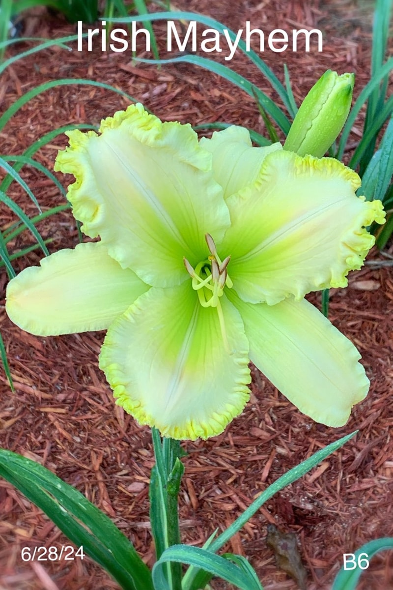 Irish Mayhem from Graceful Petals Daylilies
