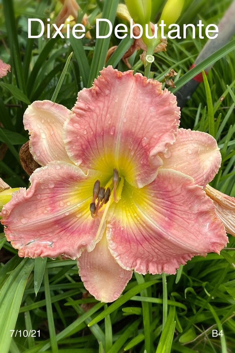 Dixie Debutante from Graceful Petals Daylilies