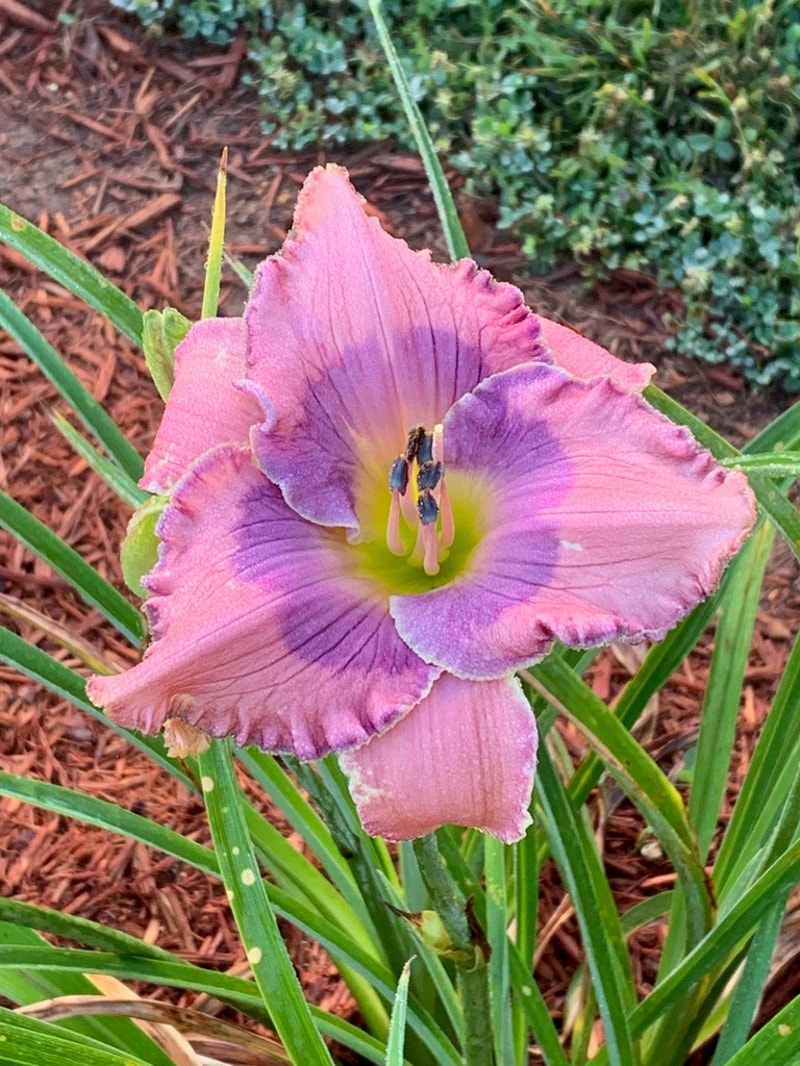 Orchid Elegance from Graceful Petals Daylilies
