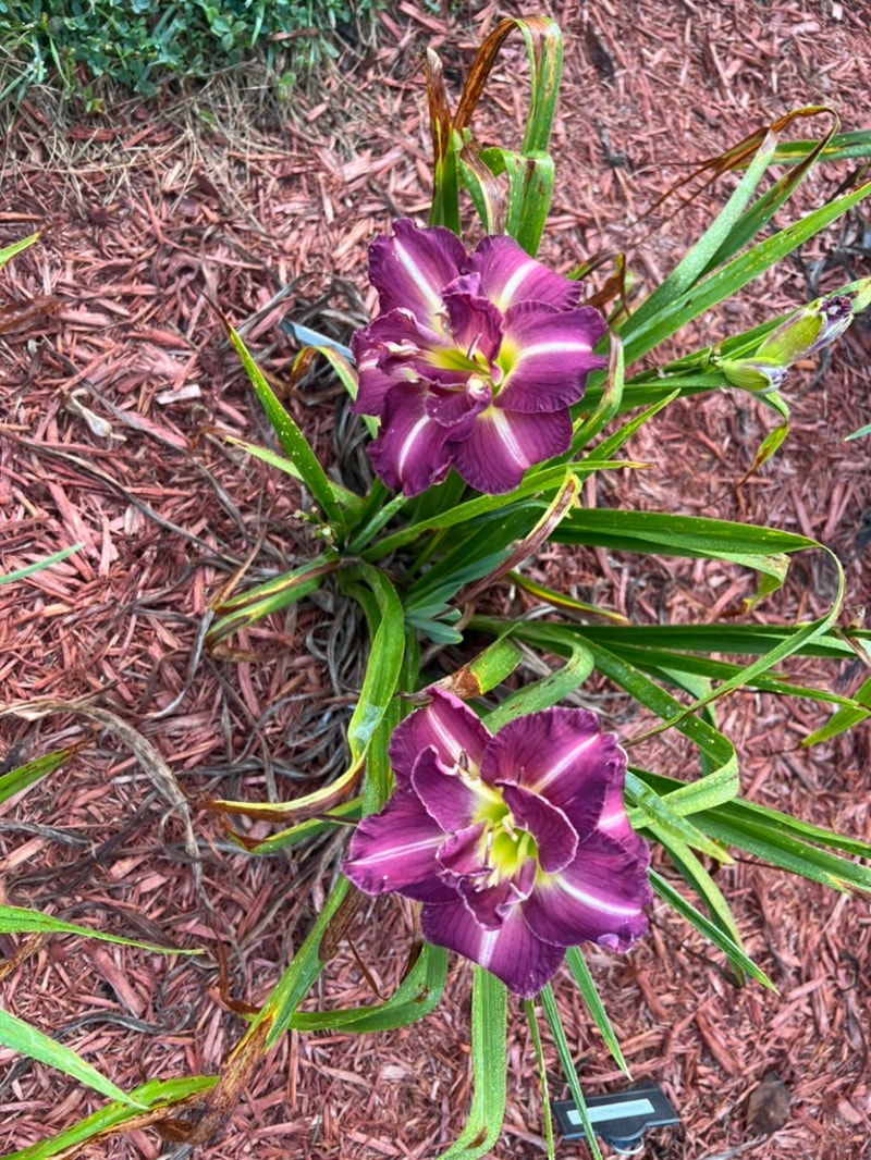 Lace and Promises from Graceful Petals Daylilies