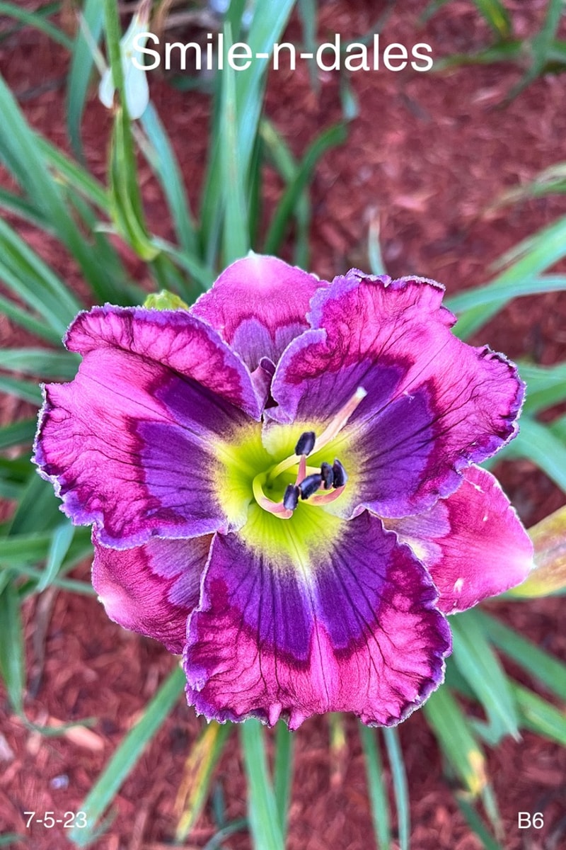 Smile-n-dales daylily bloom