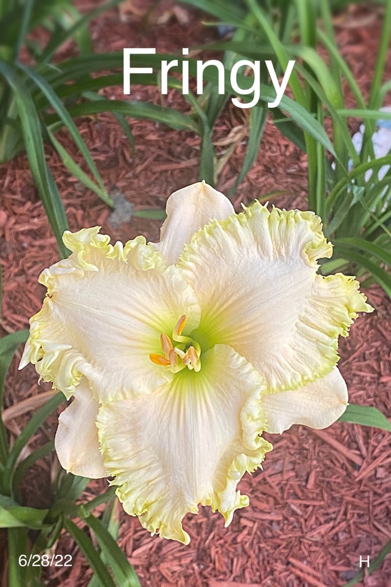 Fringy  from Graceful Petals Daylilies