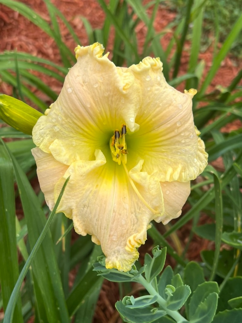 President Ronald Reagan from Graceful Petals Daylilies