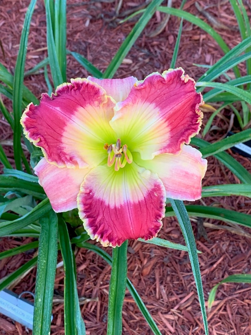 Watermelon Summer from Graceful Petals Daylilies