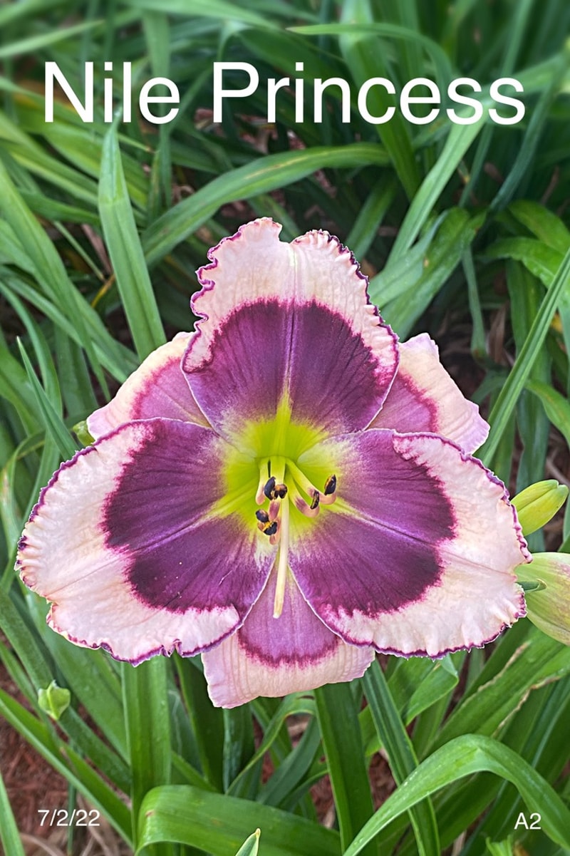 Nile Princess from Graceful Petals Daylilies