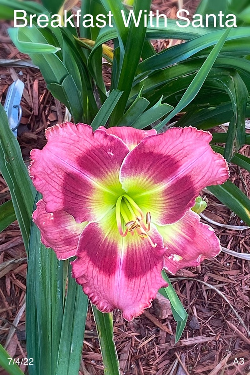 Breakfast with Santa from Graceful Petals Daylilies