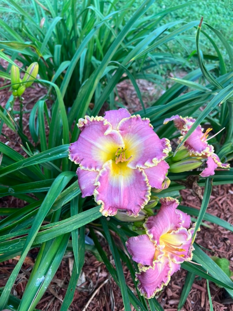Arabian Veil  from Graceful Petals Daylilies