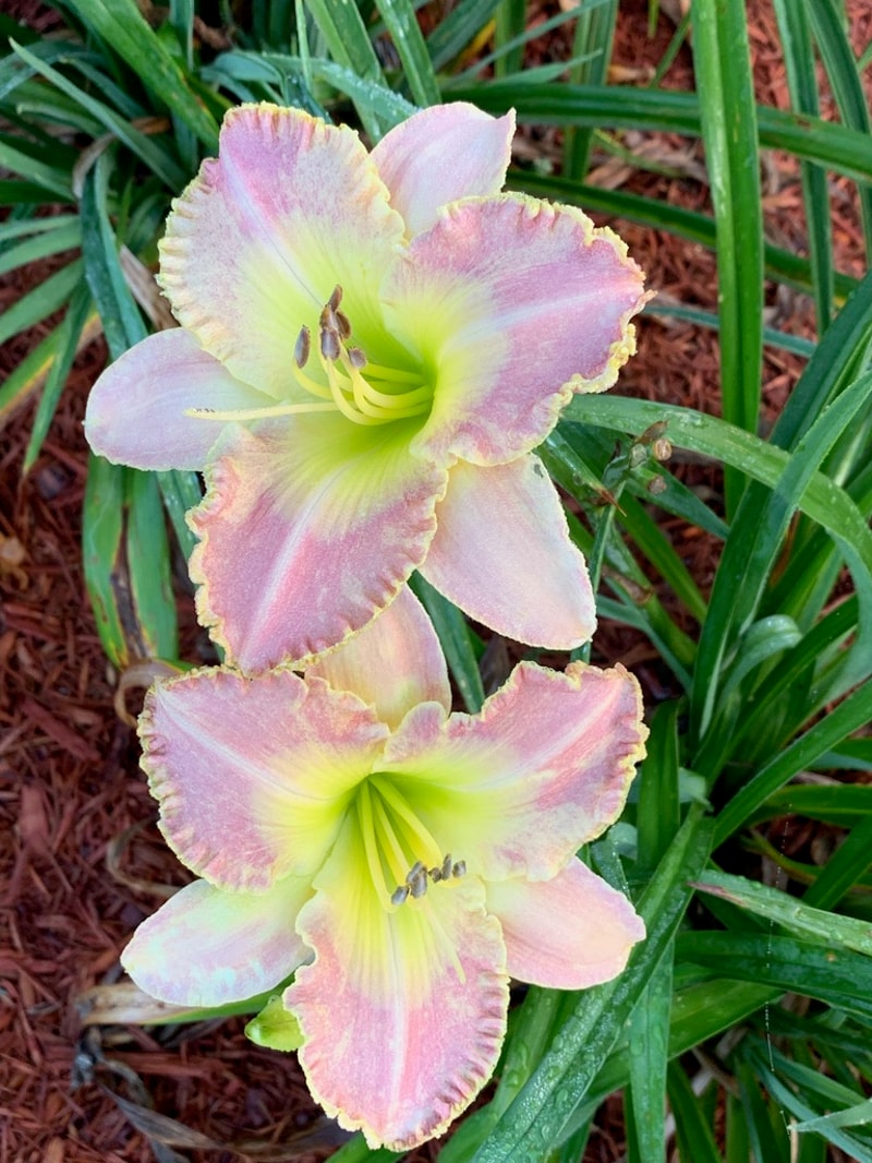 Donna's Prayer from Graceful Petals Daylilies