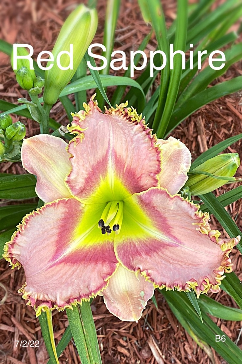 Red Sapphire from Graceful Petals Daylilies