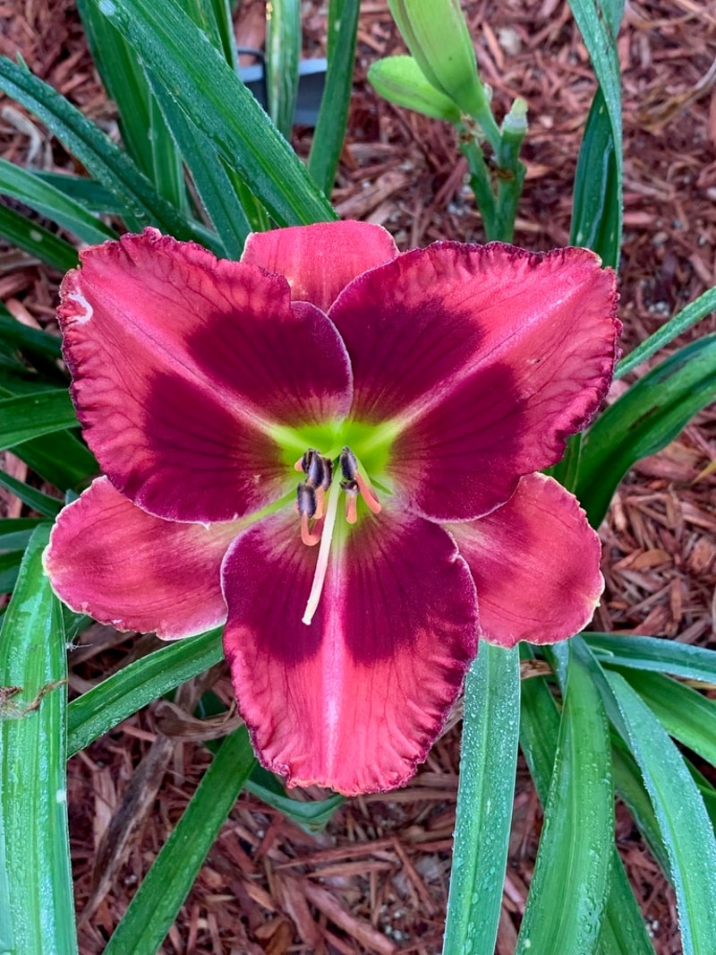 Hotlanta from Graceful Petals Daylilies