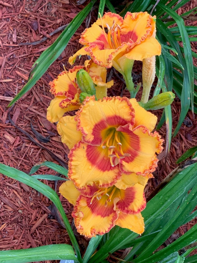 Spiced Custard from Graceful Petals Daylilies