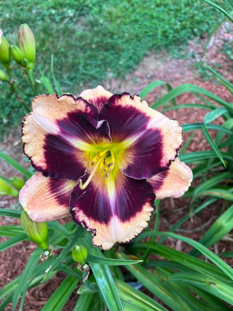 Thomas Tew from Graceful Petals Daylilies