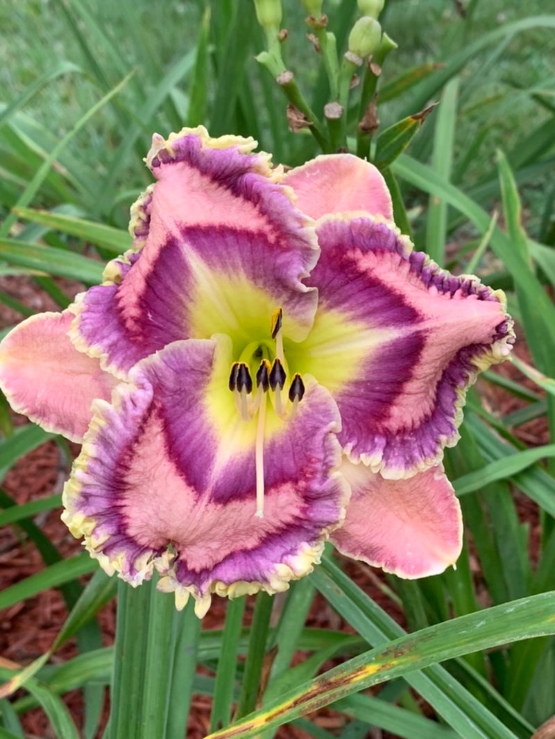 Moving Pictures from Graceful Petals Daylilies