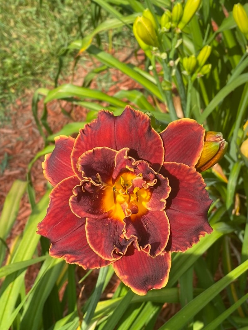 Night Embers from Graceful Petals Daylilies