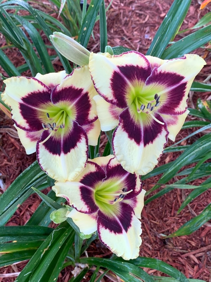 Black Mingo from Graceful Petals Daylilies