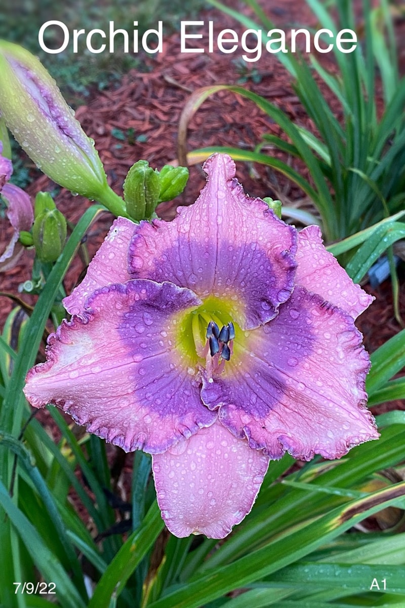 Orchid Elegance from Graceful Petals Daylilies