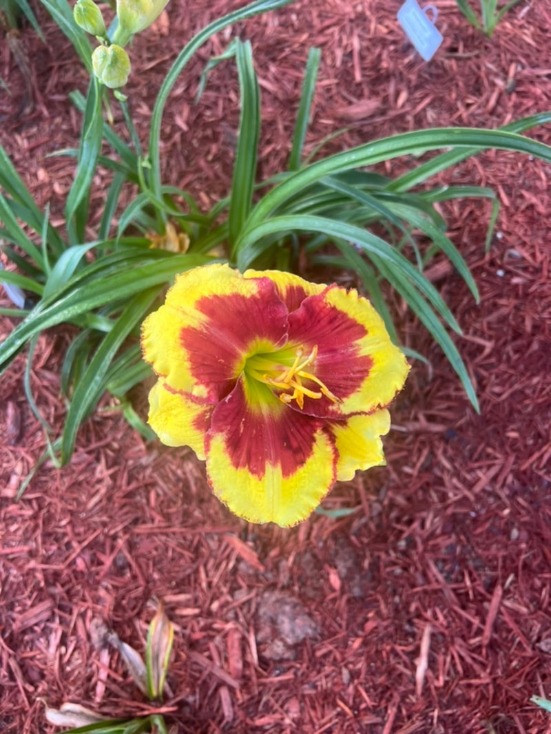 Sir Francis Drake from Graceful Petals Daylilies