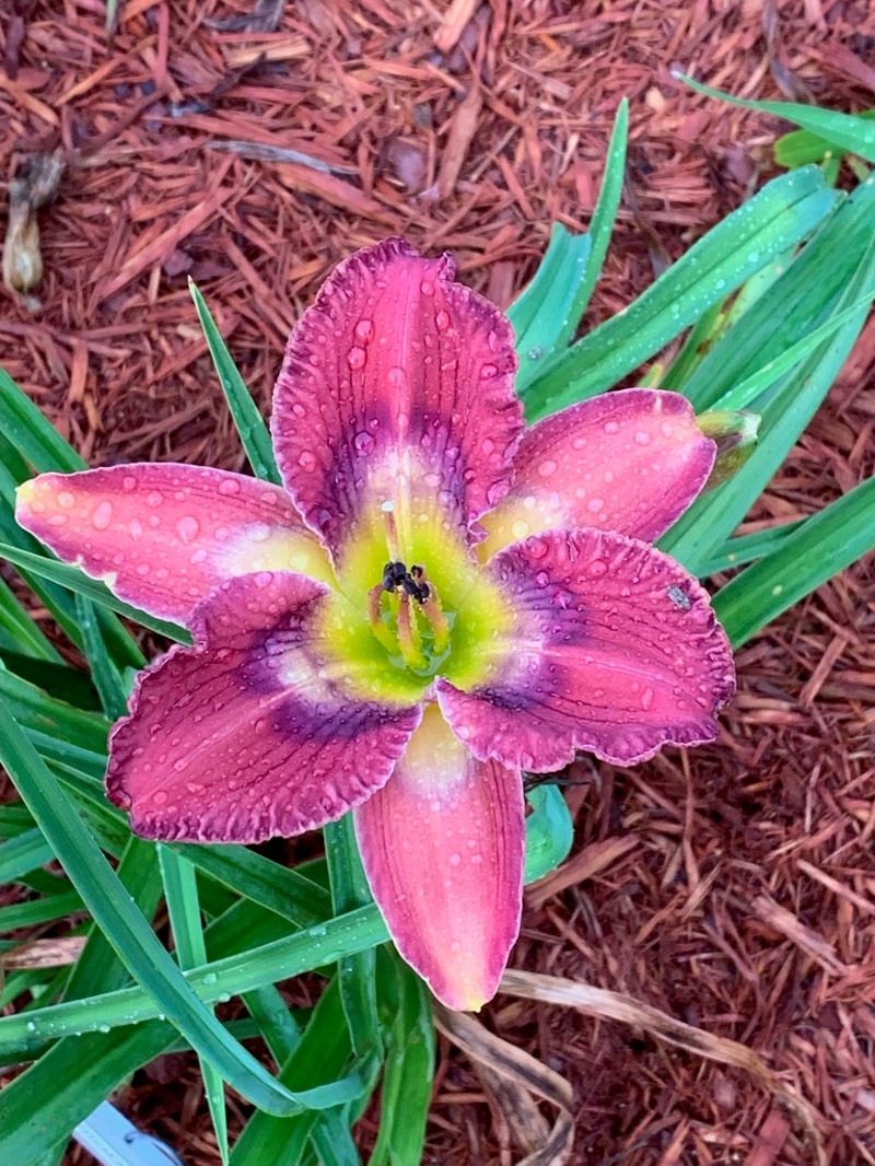 Totem and Taboo from Graceful Petals Daylilies