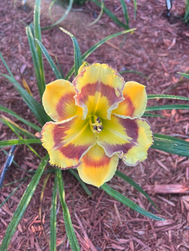 New Paradigm from Graceful Petals Daylilies