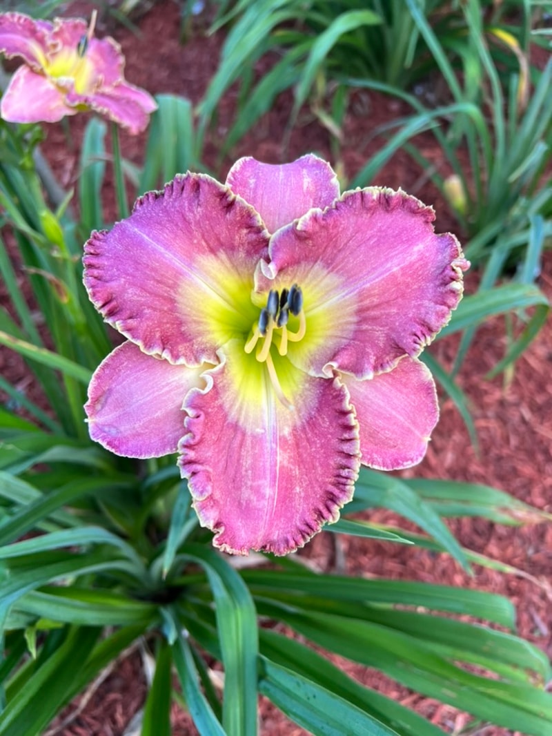 Donna's Prayer from Graceful Petals Daylilies