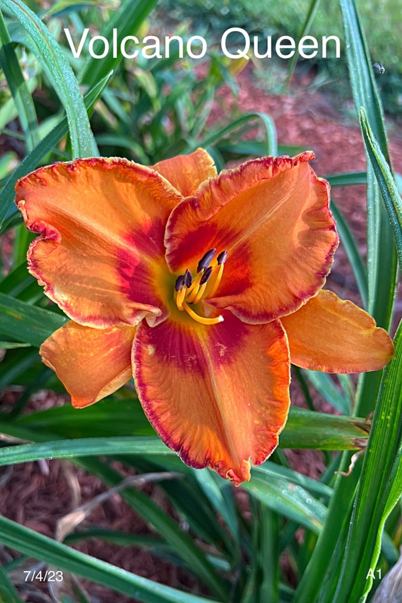 Volcano Queen  from Graceful Petals Daylilies