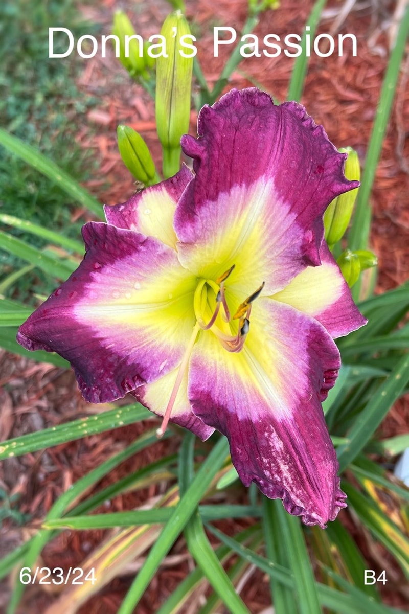 Donna's Passion from Graceful Petals Daylilies