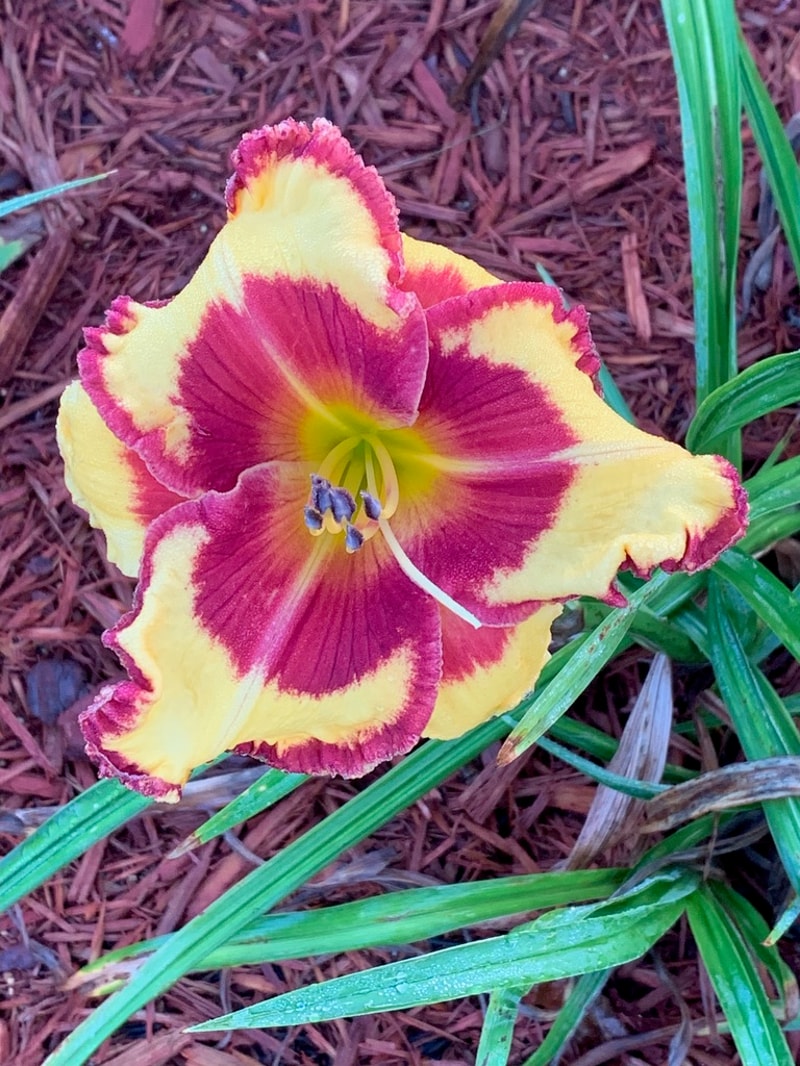 John Bassilli from Graceful Petals Daylilies