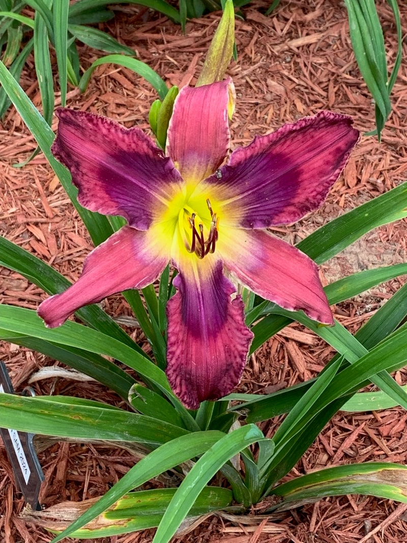 Toucan Sam from Graceful Petals Daylilies