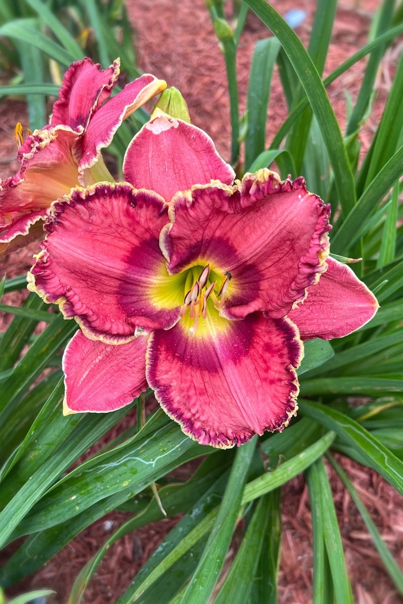 Crown of Roses  from Graceful Petals Daylilies