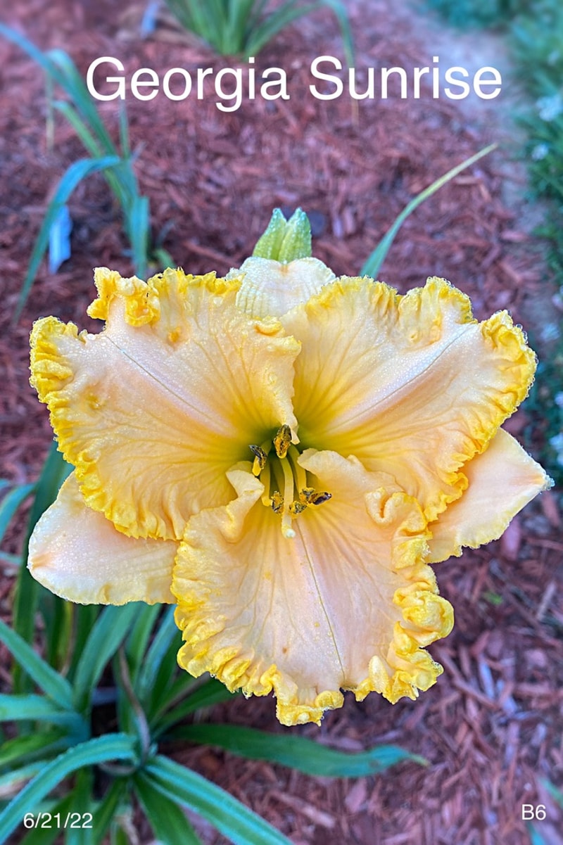 Georgia Sunrise from Graceful Petals Daylilies