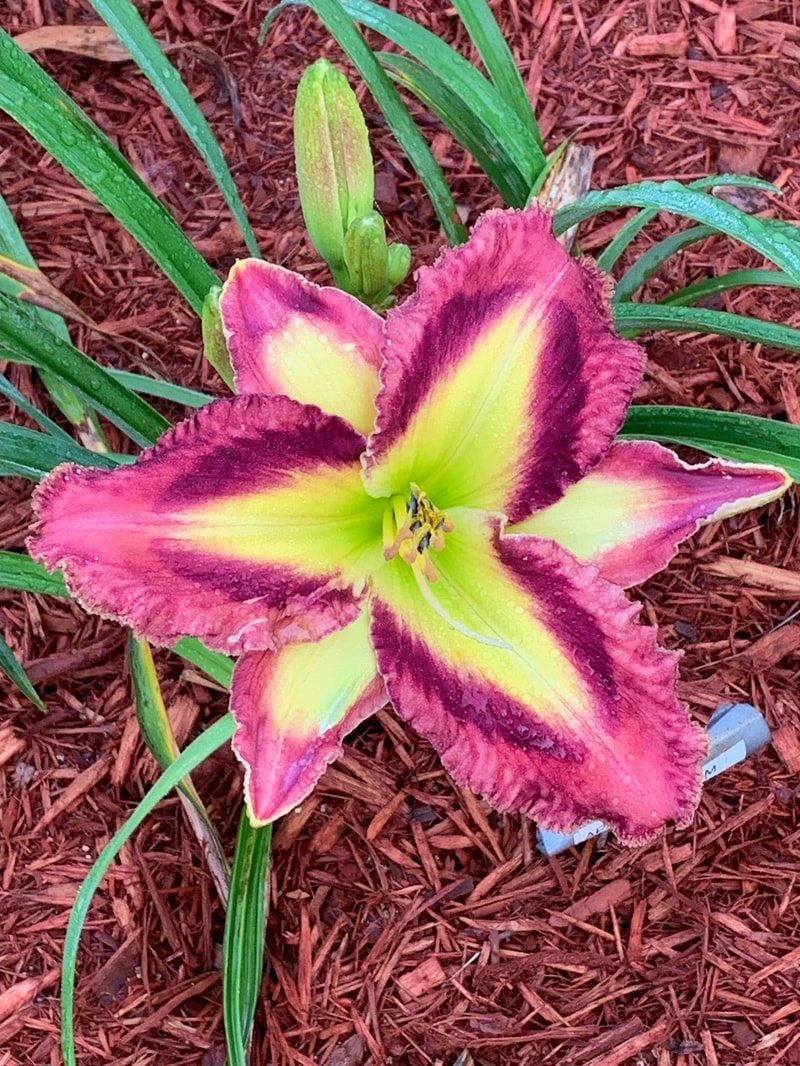 Appliqué Prism from Graceful Petals Daylilies