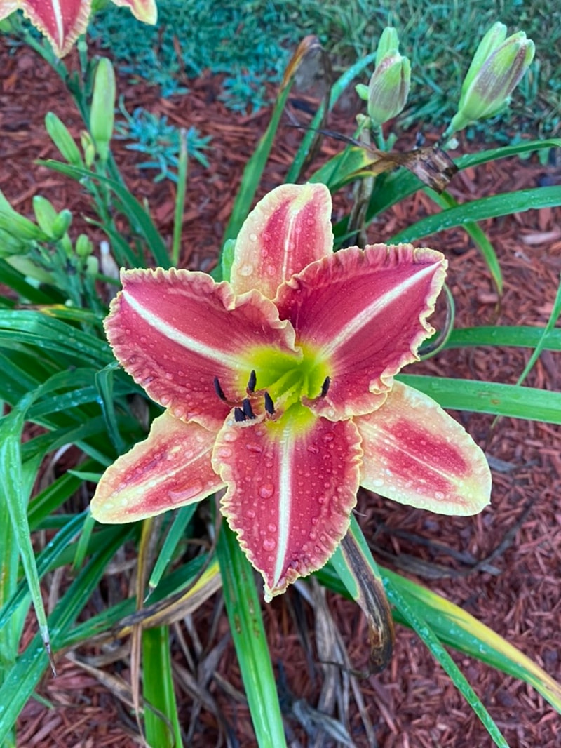 Chili Spice  from Graceful Petals Daylilies