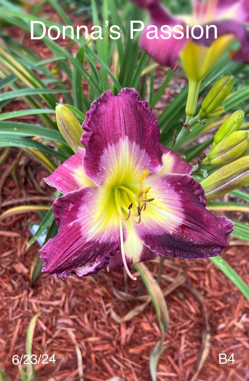 Donna's Passion from Graceful Petals Daylilies