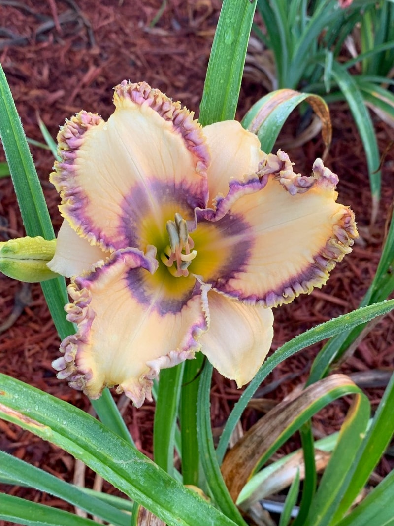 Easter Egg from Graceful Petals Daylilies