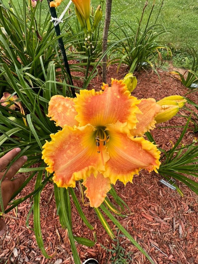 Bass Gibson from Graceful Petals Daylilies