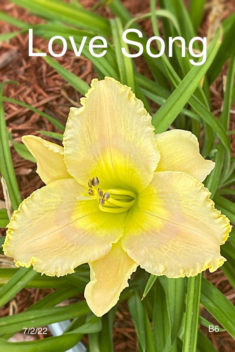 Last Song  from Graceful Petals Daylilies