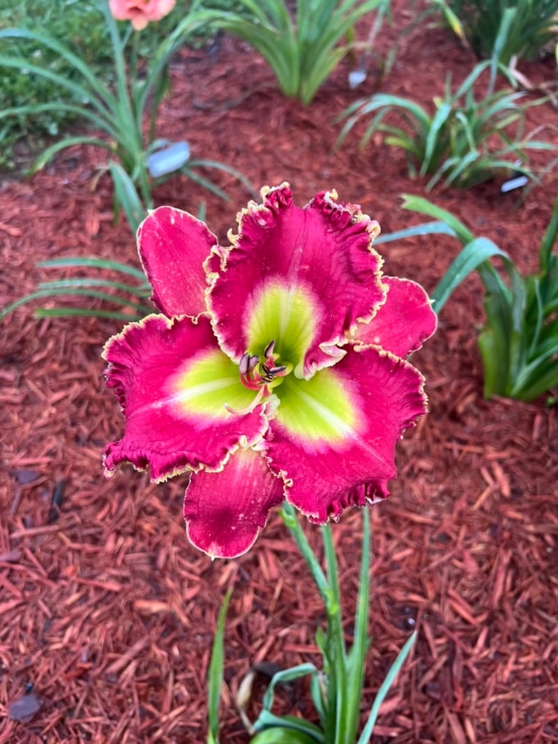 Electric Ballet from Graceful Petals Daylilies