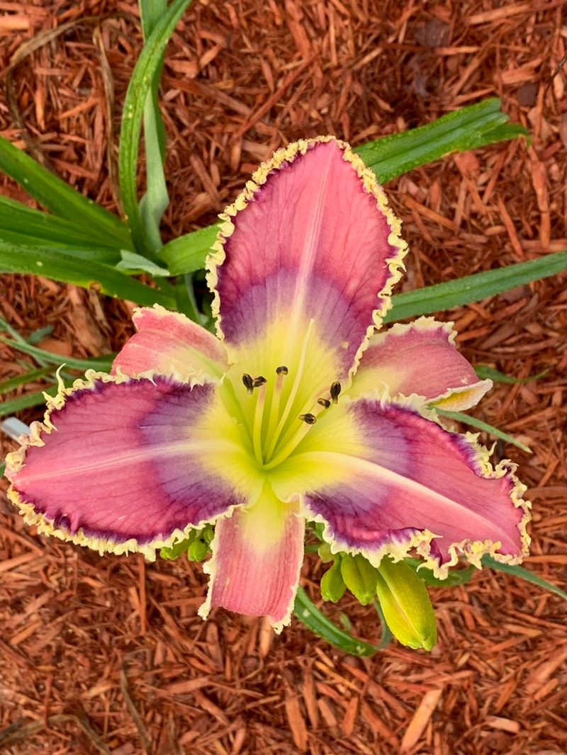 Parade of Fangs from Graceful Petals Daylilies