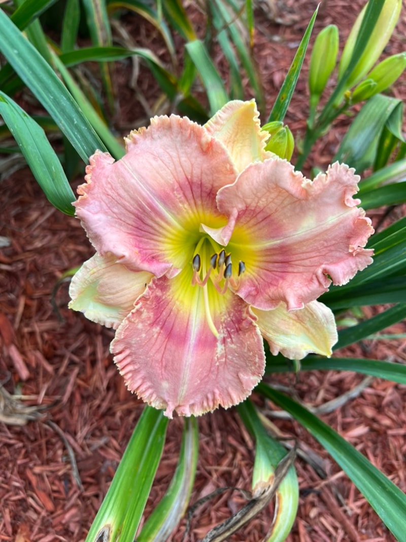 Dixie Debutante from Graceful Petals Daylilies