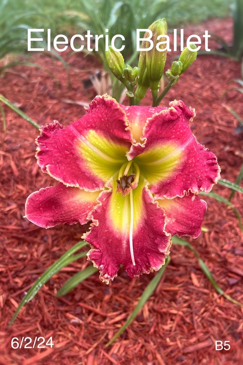Electric Ballet from Graceful Petals Daylilies