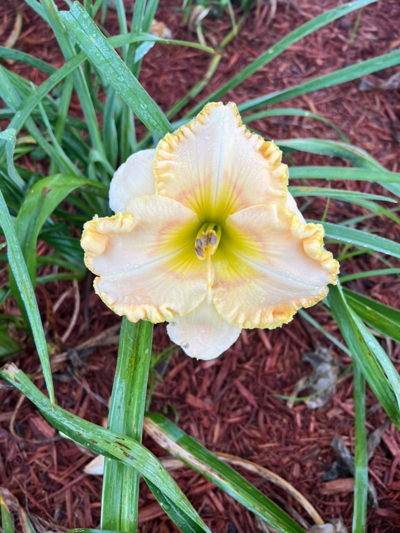 Sunny Safari from Graceful Petals Daylilies