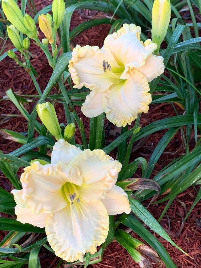 Boundless Beauty from Graceful Petals Daylilies