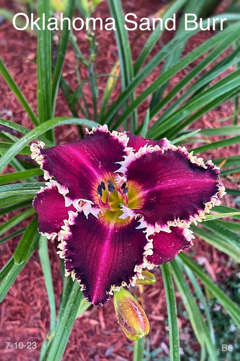 Oklahoma Sand Burr from Graceful Petals Daylilies