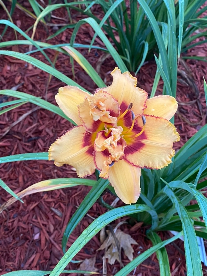 Two Part Harmony from Graceful Petals Daylilies