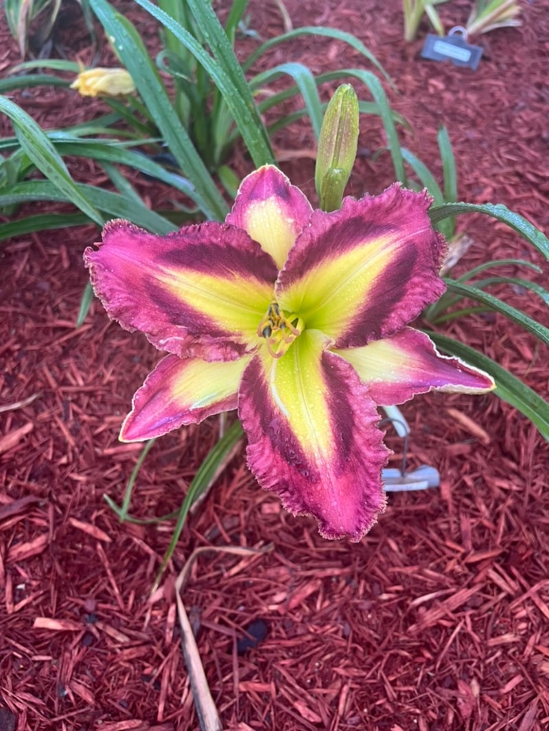 Appliqué Prism from Graceful Petals Daylilies